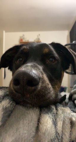 German Shepherd – Blaze the sweetest boy!
