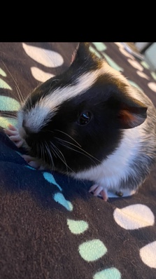 guinea pig – Rehoming Piggies!