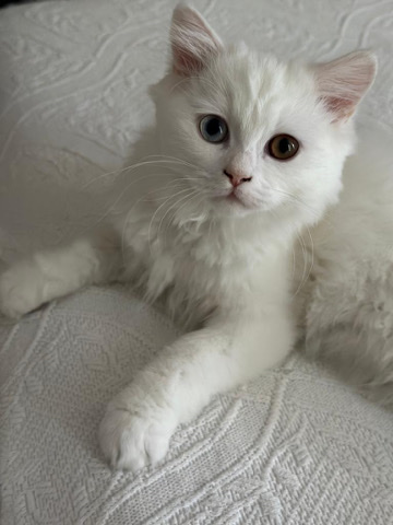 Persian (Traditional) – I am looking for new family for my two Kittens as I have to leave UAE SOON