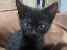 Male Kitten – Manchester