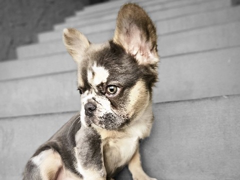 French Bulldog – Fluffy merle frenchie – Chino