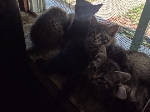 Free kittens. need a good home – Wichita