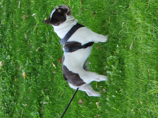 French Bulldog – French bulldog