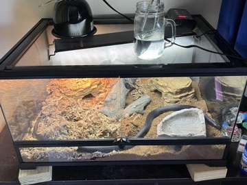 all black Mexican king snake 