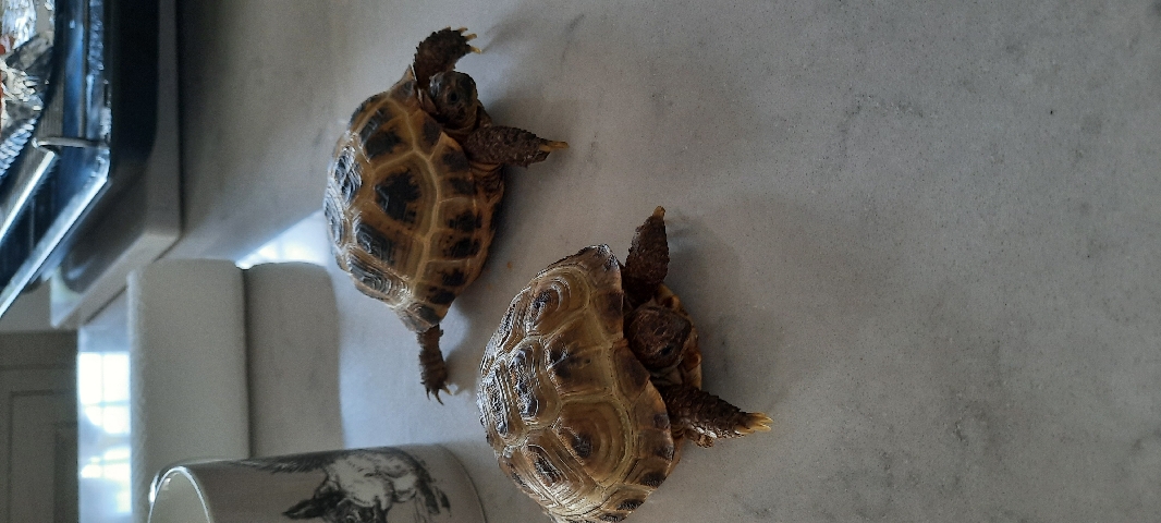 Horsefield Tortoise