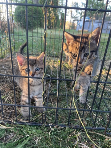 free kittens