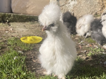 Silkie - Sedosas  available for adoption in Madrid