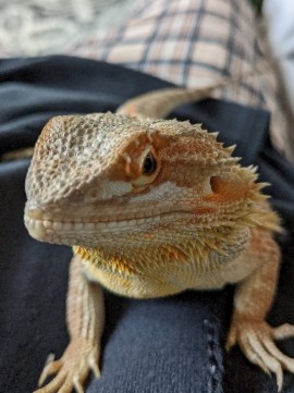 bearded dragon