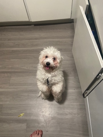 Snowy (Male)