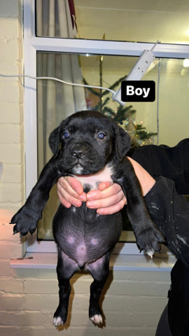 American Pit Bull Terrier – American Bully X cross Cane Corso Puppies