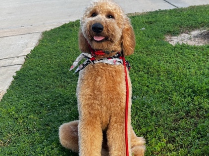 Goldendoodle – Purebred First-Gen Goldendoodle w/ Paper – Pearland
