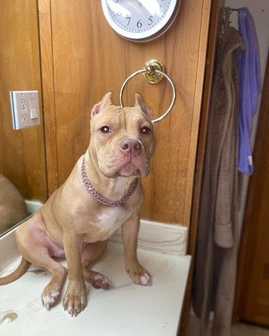 American Pit Bull Terrier – American pit bull