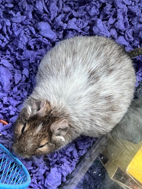 degus