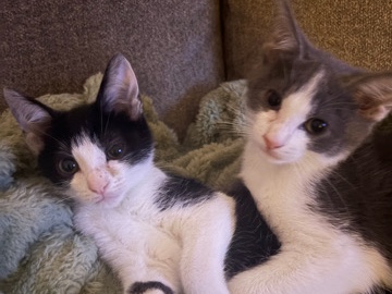 American Shorthair – mama & babies – Jesup