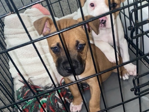 American Pit Bull Terrier – two pitbull puppies need rehomed asap – Oregon