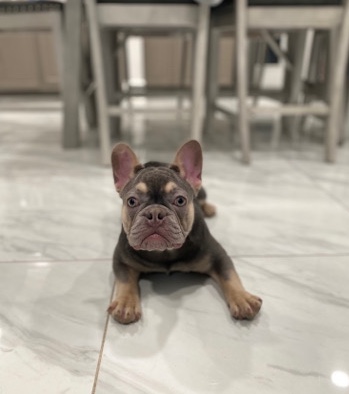 French Bulldog – Frenchie