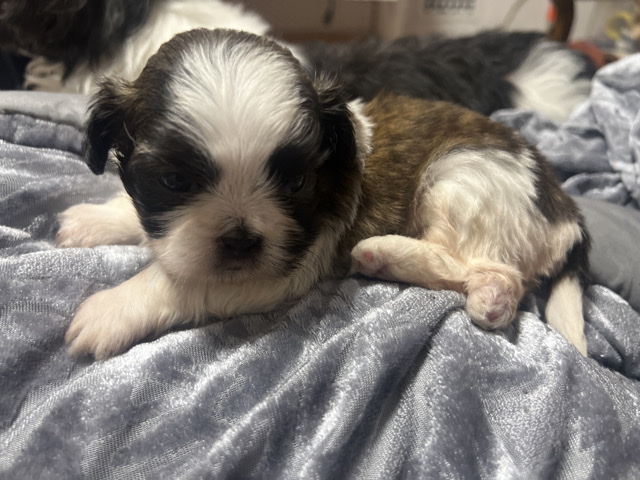 Shih Tzu – Shih-Tzu in NYC – New York