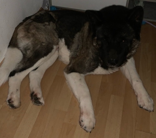 Akita Inu sucht ein neues Zuhause 