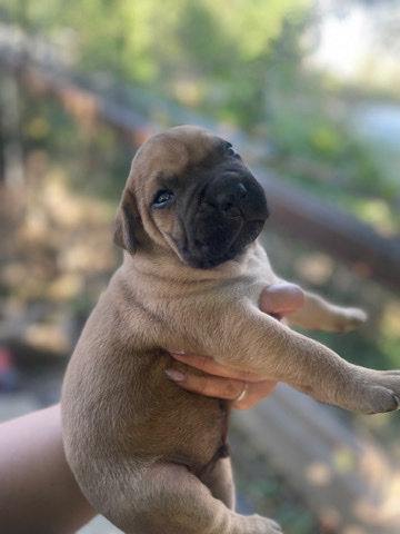 Cane Corso – cane corso pups