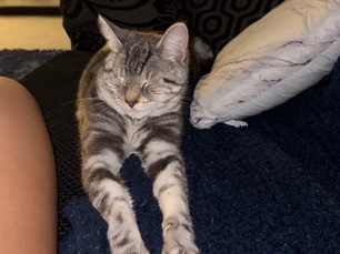 British Longhair - 10 month old male looking for forever home   available for adoption in Saltcoats