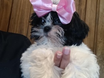 Shih Tzu – shih tzu macho – Rosharon