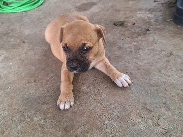 American Staffordshire bull puppies 