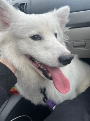 Samoyed – giving her for adoption