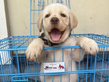 Labrador Retriever – Healthy Labrador Retriever Puppy for Sale – 77 Days Old – Thiruvananthapuram