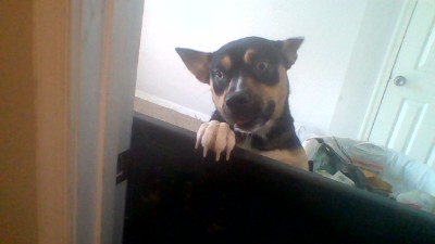 German Shepherd – adorable husky Shepard mix – Baltimore
