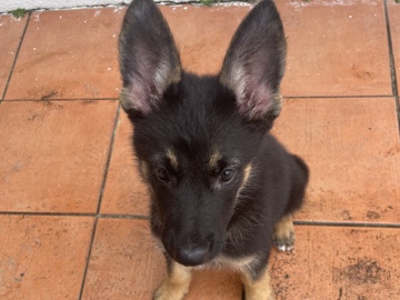 German Shepherd – German shepherd/Pomeranian – Orlando