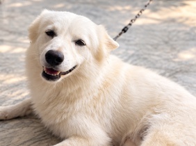 Indian Spitz – friendly nature Indian spitz and healthy dog – Jaipur