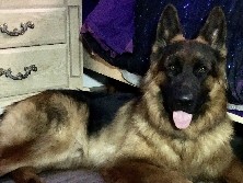 German Shepherd - Champion bloodline from Ukraine  available for adoption in Dallas