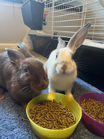 Rex – bunnies