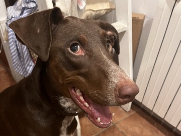 Weimaraner – Doy en adopción perra de Braco de Weimar y Podenco Andaluz
