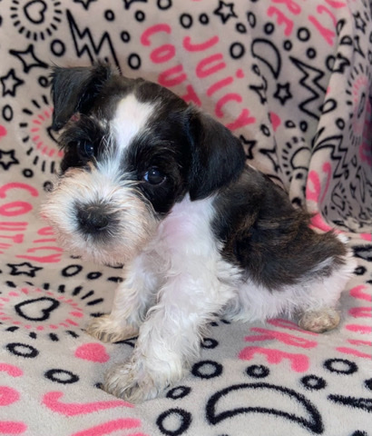 Miniature Schnauzer – miniature schnauzer