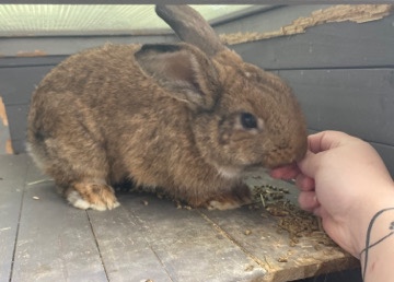 Rex – Male Rex and Lionhead Mix Rabbit