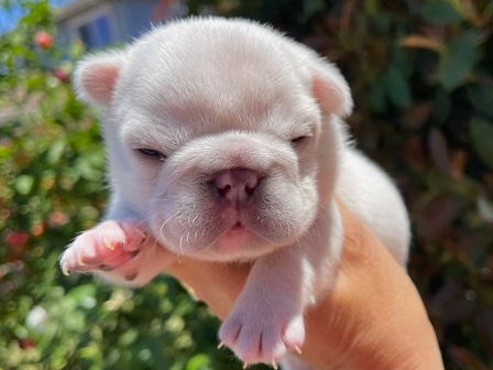frenchie puppy