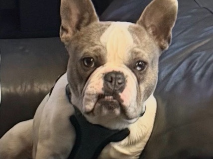  White and Merle Frenchie