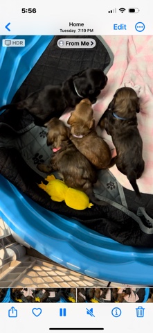 Dachshund – 4 Beautiful Longhair Dachshund Puppies