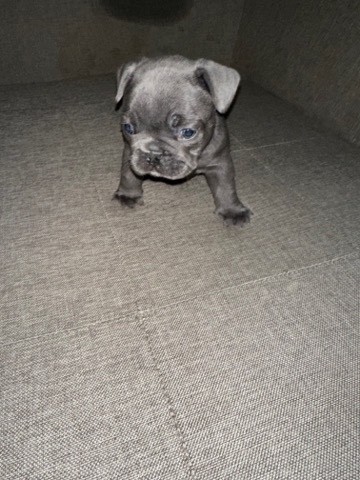 French Bulldog – frenchie