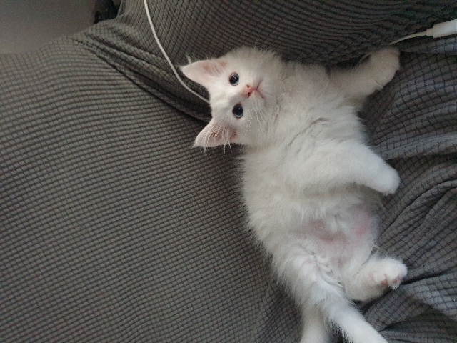 Maine Coon – Little kittens Mein ****