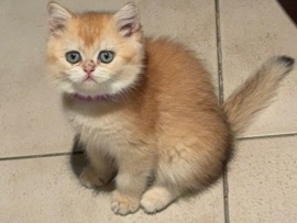 British Shorthair – SOLD Golden British shorthair female Ny11 – Abu Dhabi