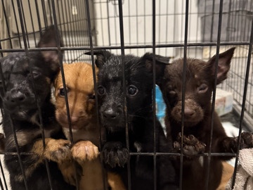 German Shepherd – German shepherd puppies – Houston