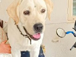 Labrador Retriever - lab dog available for adoption in New Delhi