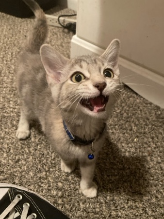 American Shorthair – Luna