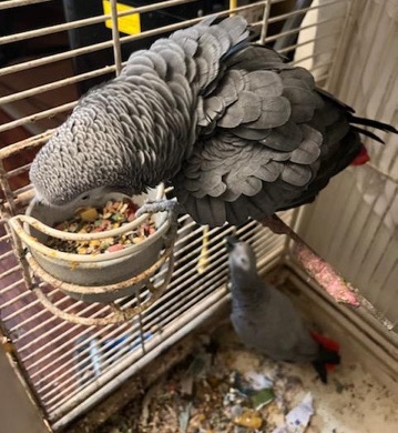 selling my African greys 