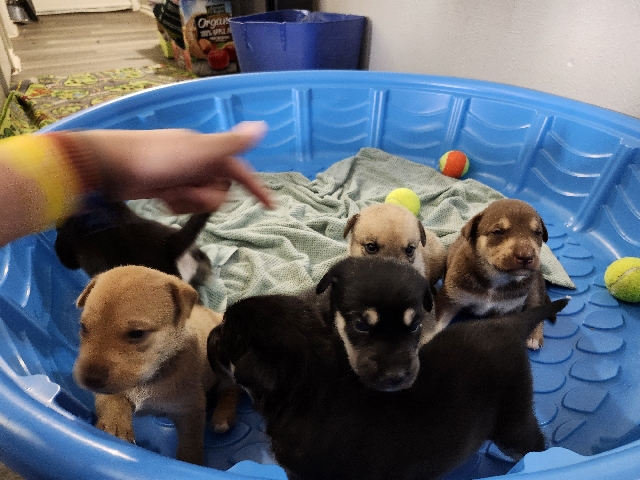 Siberian Husky - 4 children of a Siberian Husky need rehome available for adoption in Dallas