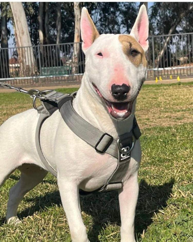Bull Terrier – bull terrier puppies Fresno ca