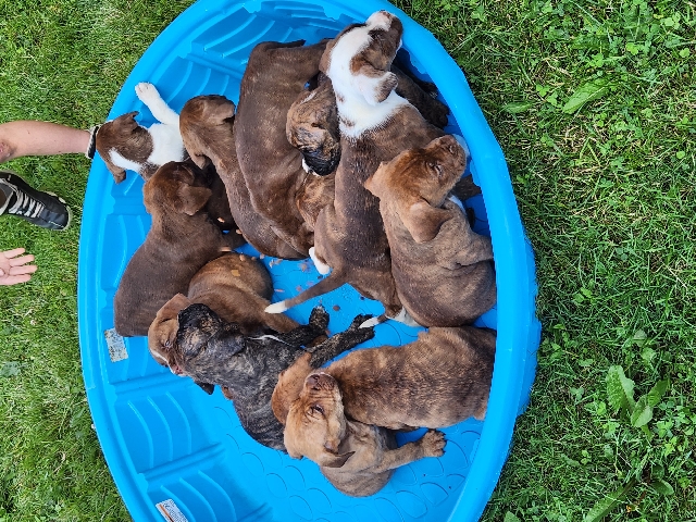 Cane Corso – French mastiff/cane corso puppies