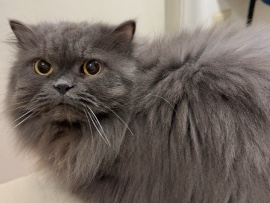 Persian (Modern) – NYC cat rehoming – 纽约市